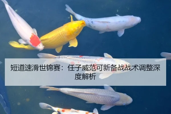 短道速滑世锦赛：任子威范可新备战战术调整深度解析
